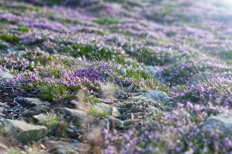 Fairytale Meadow
