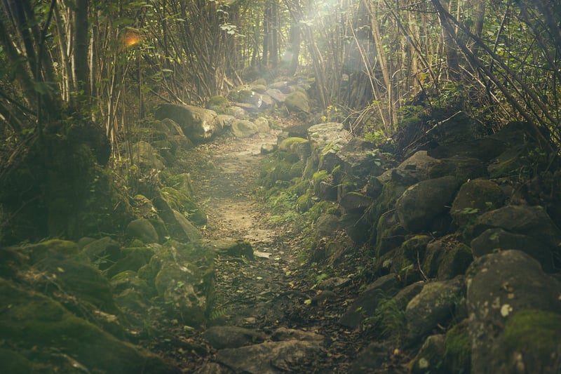 Whimsical Woods
